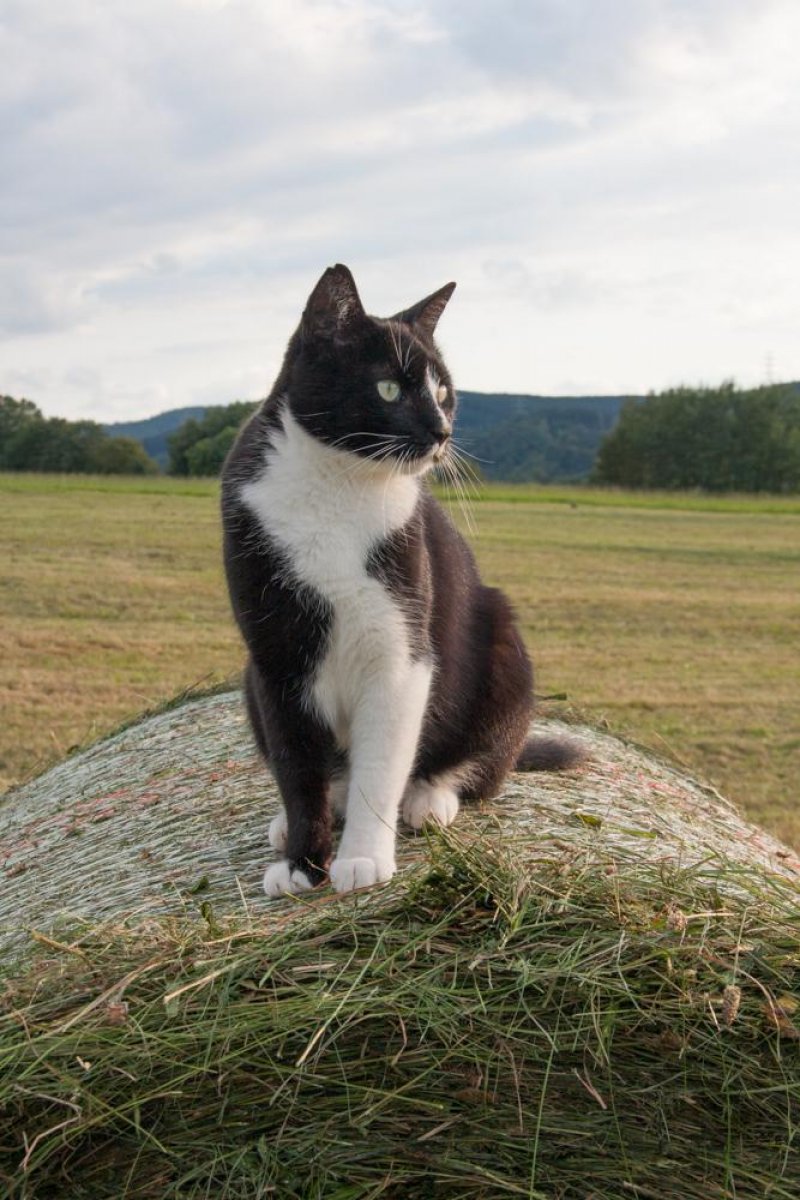 Tigerchen als Herzensfigur auf einem Heuballen in der Natur