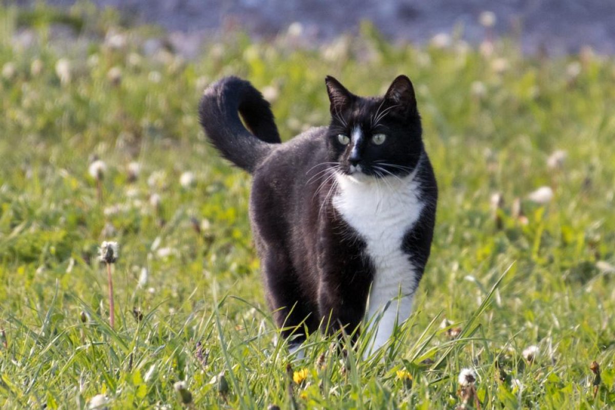Tigerchen aufmerksam in einer Wiese in der Natur